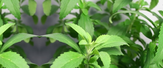 Stevia, dolcificante…a zero calorie!