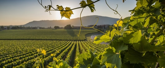 La Franciacorta di Monzio Compagnoni, pura ed eccentrica