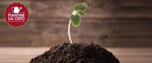 Dubbi sull’e-commerce in ambito agricolo? Chiedete a Piantinedaorto.it