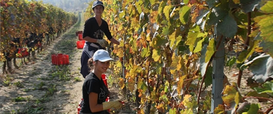 2014 sarà la vendemmia della cernita