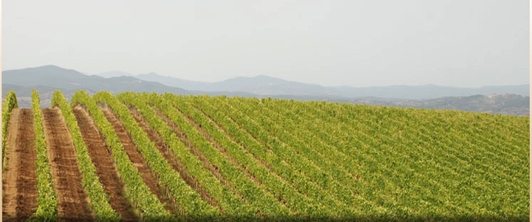 Dietro un grande vino c'è sempre... una grande donna!