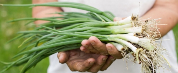 Cooperativa Agricola Ruggiero sbarca su Spaghetti e Mandolino