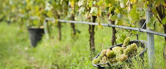 Il Trebbiano di Lugana cambia profilo sensoriale