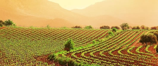 Cantina Centopassi. L'onore degli uomini giusti!