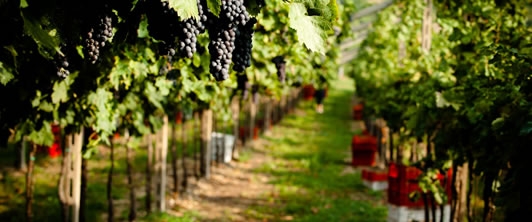 Parte la vendemmia 2013 in Valpolicella