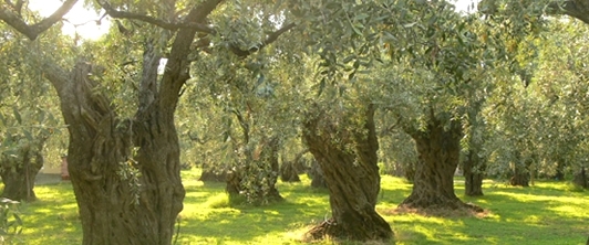 Dop Umbria - Colli Assisi-Spoleto