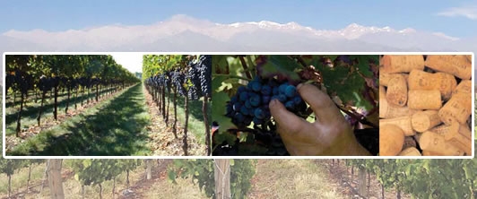 Mendoza: la vigna che tocca il cielo!